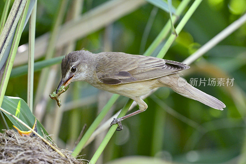 大苇莺正在喂雏鸟(Acrocephalus arundinaceus)